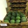 Hass Avocados
