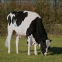 400 G&eacute;nisses pleines Holstein et Montb&eacute;liardes
