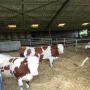Genisses Pleines Laitieres 