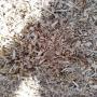 Bois d&eacute;chiquet&eacute;s , pellets