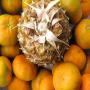 fournisseur orange et mandarine en côte d’ivoire 