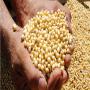 Organic soybean (Soja bio) available in Benin. 