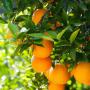 orange d'algerie / algerian orange