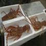 Sell exporter fresh frozen fish 