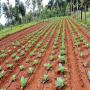 irrigation