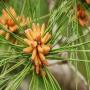 pollen de pin grade alimentaire