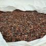 CACAO FORASTERO origine Togo