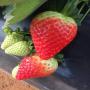 The Strawberry Season