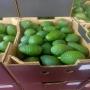Avocat emballer 