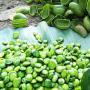 griffonia simplicifolia (boutures,  racines,  grain