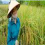 vente de riz d'asia