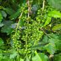 BUY HIGH-END COMMERCIAL ARABICA & ROBUSTA COFFEES