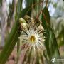 corymbia citrodora