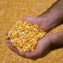 YELLOW CORN MAIZE for sale