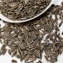 Sunflower Seeds  for  sale