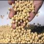 Soy from brazil 