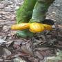 Seeking for cocoa beans buyers