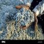 Graines de coton en stockage
