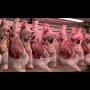 Viande-Carcasse certifi&eacute;e 