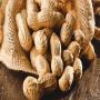 SOJA  de tr&egrave;s bonne qualit&eacute; et d'autre c&eacute;r&eacute;ale