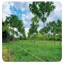 Vente de plants hybrides st&eacute;riles Paulownia