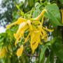 huiles essentielles d'ylang ylang de madagascar