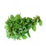 productivité d'herbes aromatique 