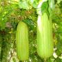 graines germinable de luffa