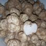 Truffes blanches