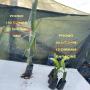 plants de `pitaya fruit du dragon dispo au MAROC 