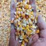 SPOT FEED CORN 