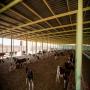 veaux et vaches