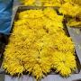 Grossiste tisane chrysanth&egrave;me jaune imp&eacute;riale
