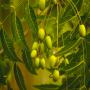 Huile de neem premi&egrave;re pression &agrave; froid