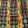 Mangue kent noix de cajou maïs haricot