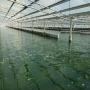 Spiruline et chlorelle certifi&eacute;es bio