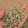 Recherche fournisseur de caf&eacute; vert robusta 