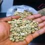 Caf&eacute; Robusta, Arabica
