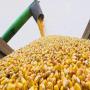 SPOT FEED CORN MAIS POR BETAILLE