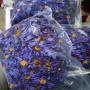 Grossiste tisane lotus bleu