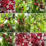 miracle berry 