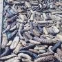 Concombre de mer, Holothurie, Beche de mer, Sea