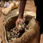 Premium Cashew Nuts for Sale (Cajou)