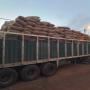 Vente du caf&eacute; vert robusta origine angola