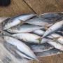 Salmon, Mackerel, Horse mackerel, Ribbon fish