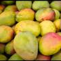 Mangue Kent