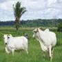 TOGO professionnel B&eacute;tail / viande