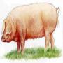 PORC TOGO