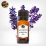 spike lavender essential oil