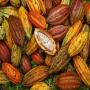 Vente de Feves de cacao  GRADE A